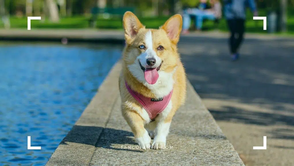 A Show of Affection - Reasons Why Do Dogs Lick Each Other’s Ears_