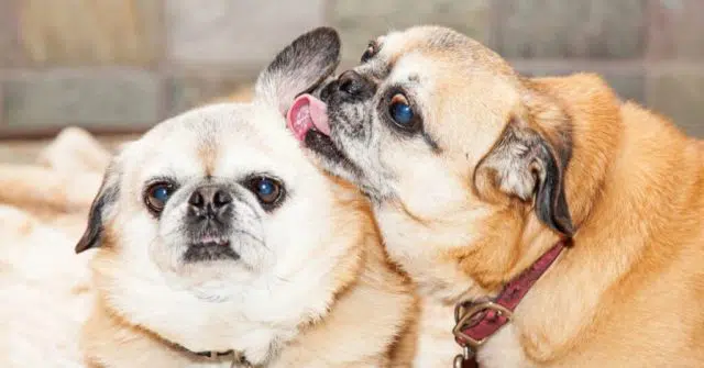 Dog licks each other ears