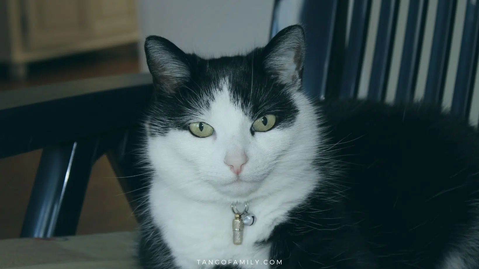 How Long Does a Cat Hold a Grudge_ WHY, HOW LONG, AND ADVICE