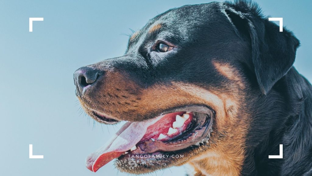 Are Rottweilers Good With Kids