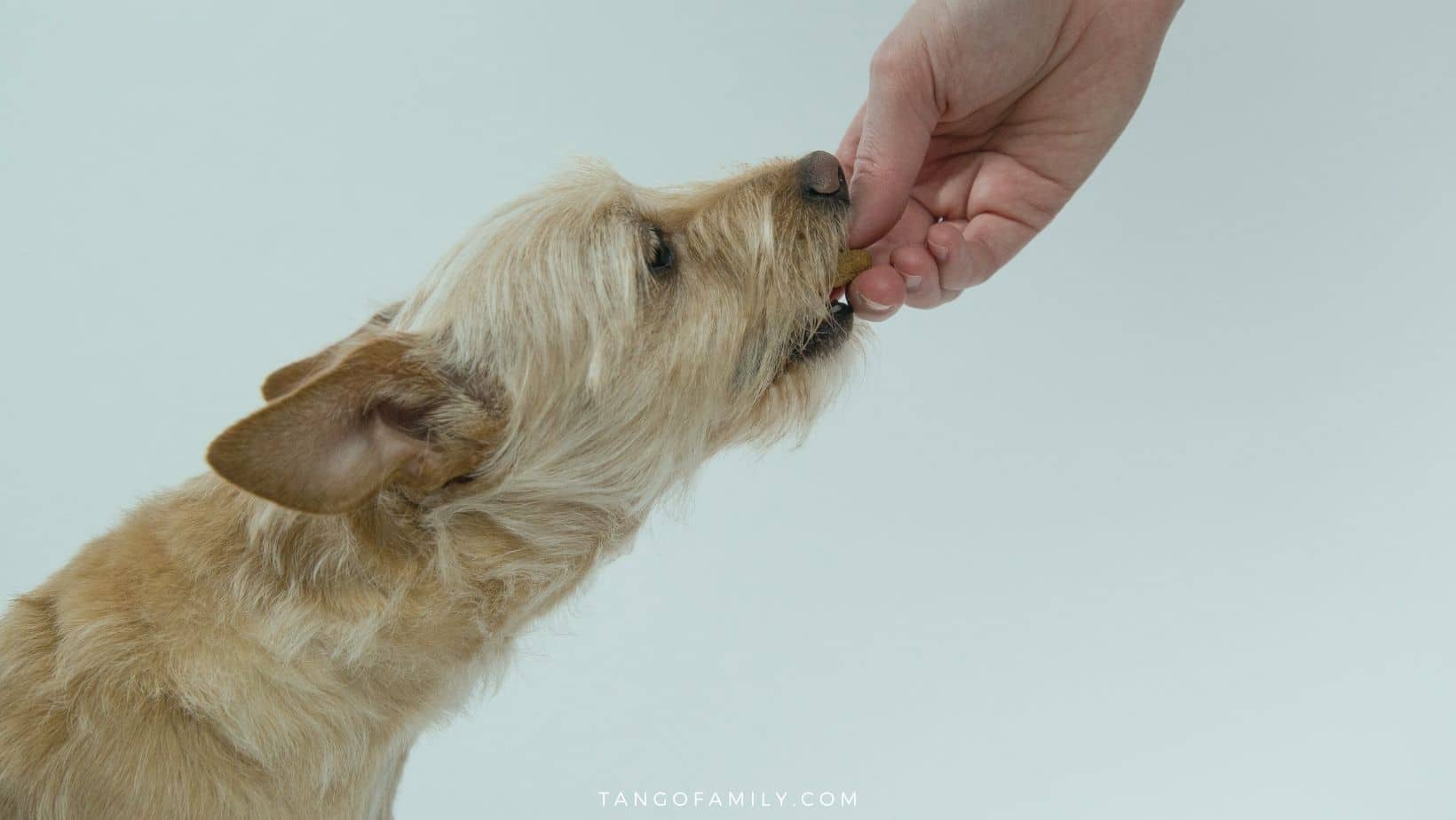 Can Dogs Eat Jelly Beans? Are Jelly Beans Harmful or Safe?