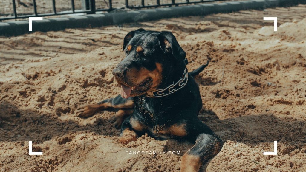 Rottweilers Are Loyal and Naturally Protective