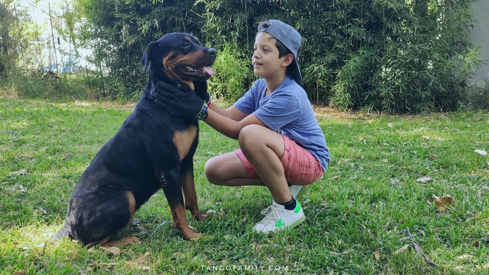 Rottweilers and kids - Are Rottweilers Good With Kids_