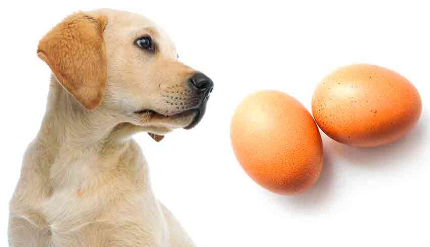 can dog eat egg