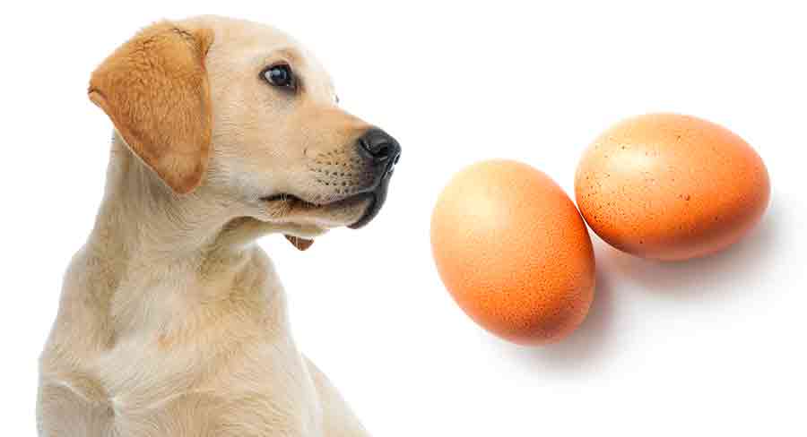 can dog eat egg
