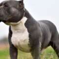 Suella Braverman Seeks Urgent Legal Guidance on American Bully XL Breed Ban
