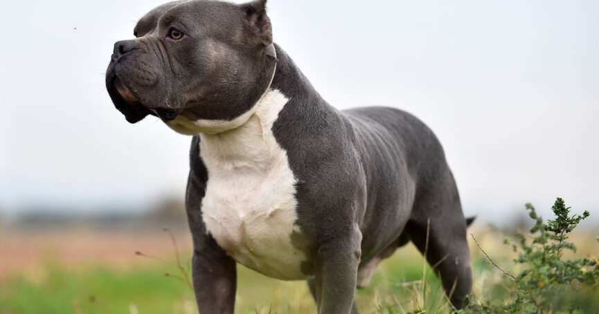 American Bully XL Breed Ban