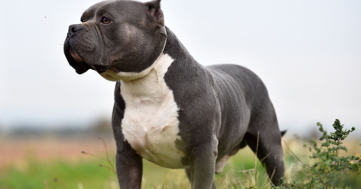 American Bully XL Breed Ban