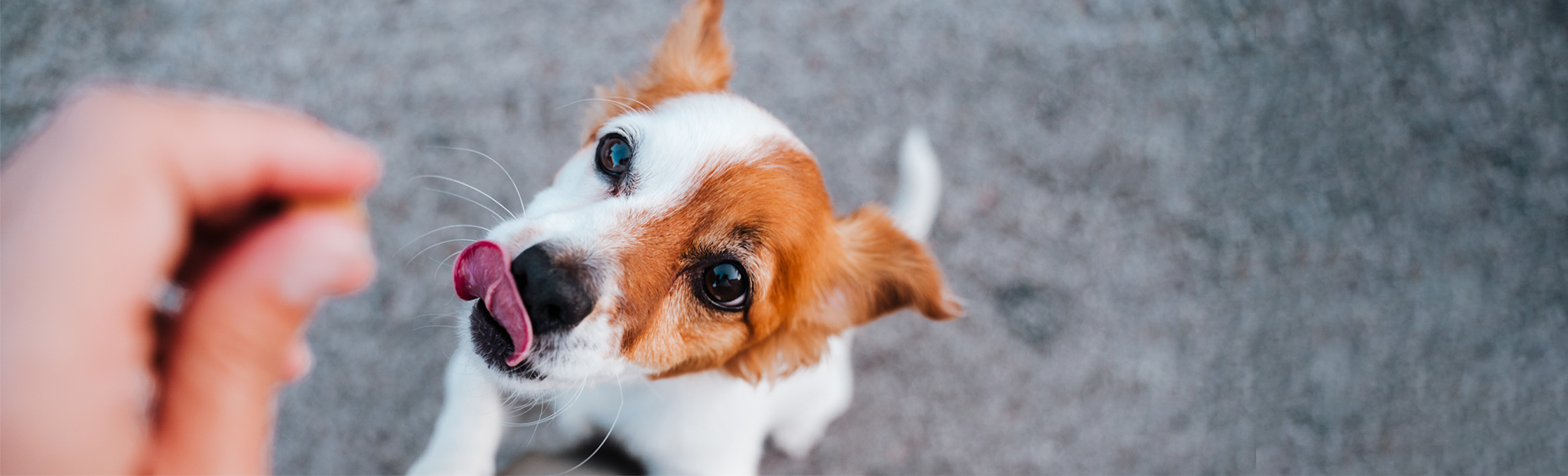 To Treat or Not to Treat Best Healthy Treats for Your Pet